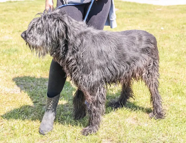 Pies do adopcji, Świdnica, 25 kwietnia 2025 (1/3)