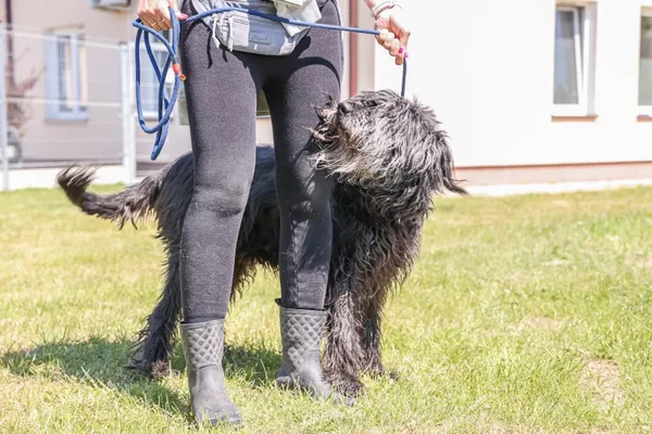 Pies do adopcji, Świdnica, 25 kwietnia 2025 (2/3)