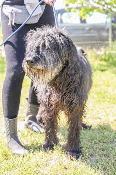 Pies do adopcji, Świdnica, 25 kwietnia 2025 (3/3)