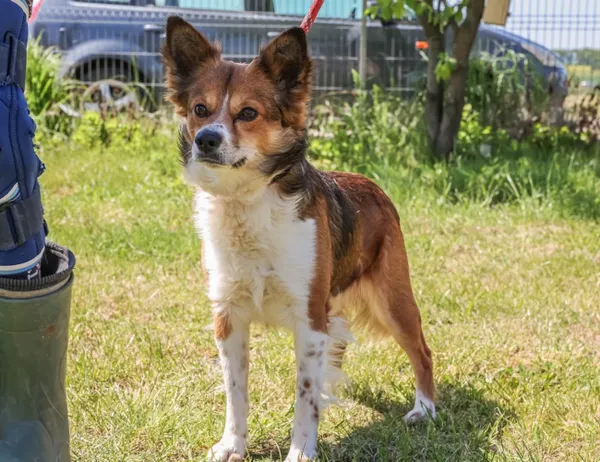 Pies do adopcji, Świdnica, 9 kwietnia 2025 (1/5)