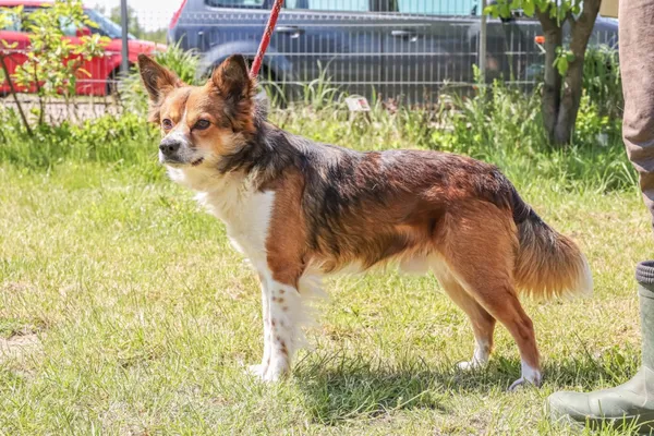 Pies do adopcji, Świdnica, 9 kwietnia 2025 (4/5)