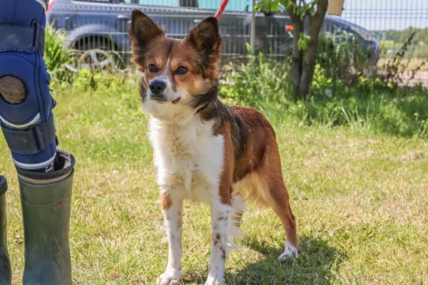 Pies do adopcji, Świdnica, 9 kwietnia 2025 (5/5)