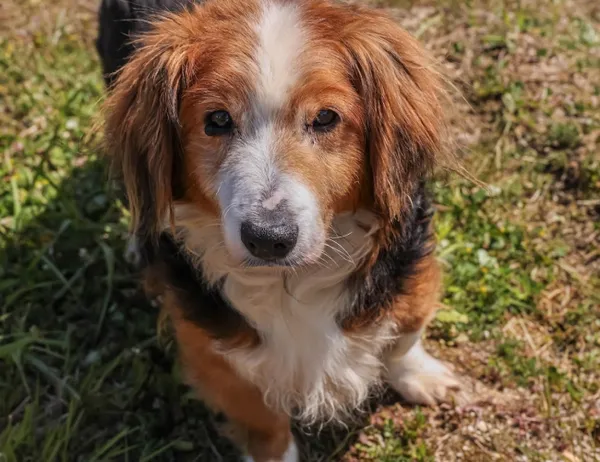 Pies do adopcji, Świdnica, 1 lutego 2025 (1/5)