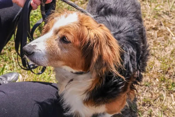 Pies do adopcji, Świdnica, 1 lutego 2025 (2/5)