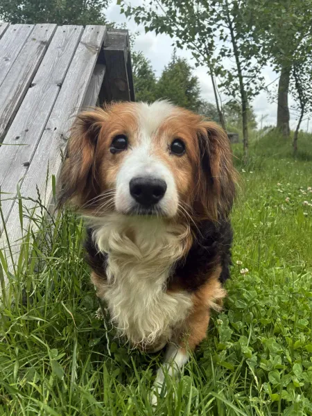 Pies do adopcji, Świdnica, 1 lutego 2025 (5/5)