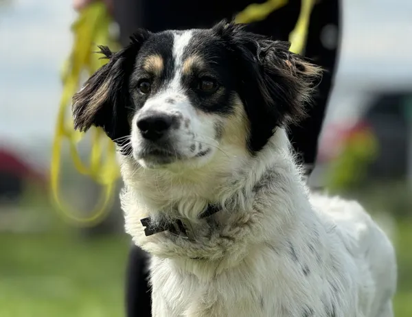 Pies do adopcji, Świdnica, 1 kwietnia 2025 (1/5)