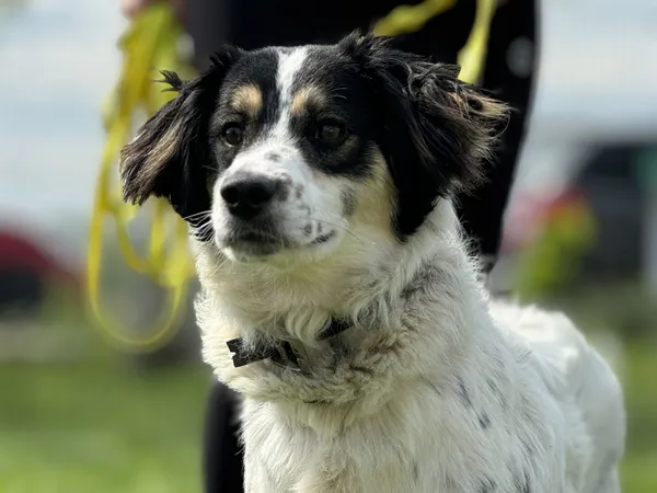 Pies do adopcji, Świdnica, 1 kwietnia 2025 (2/5)