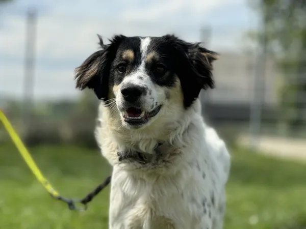 Pies do adopcji, Świdnica, 1 kwietnia 2025 (3/5)