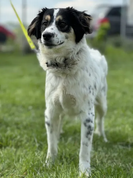 Pies do adopcji, Świdnica, 1 kwietnia 2025 (4/5)