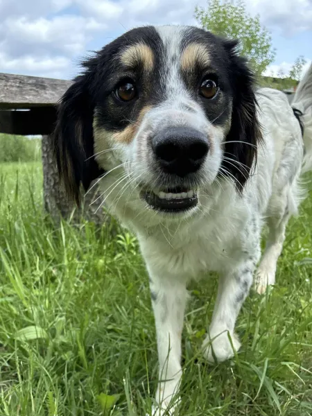 Pies do adopcji, Świdnica, 1 kwietnia 2025 (5/5)