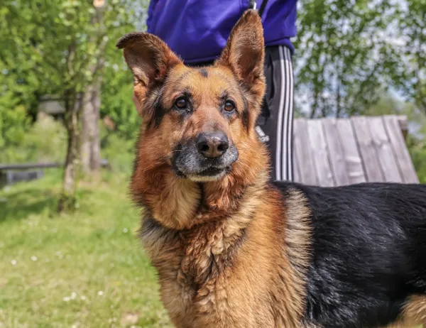 Pies do adopcji, Świdnica, 10 marca 2025 (1/5)