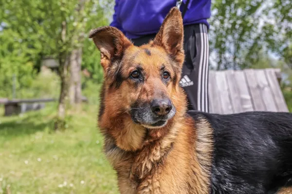 Pies do adopcji, Świdnica, 10 marca 2025 (2/5)