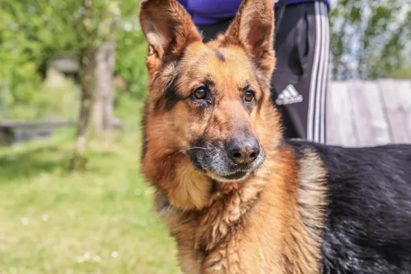 Pies do adopcji, Świdnica, 10 marca 2025 (3/5)