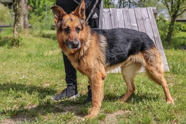 Pies do adopcji, Świdnica, 10 marca 2025 (4/5)