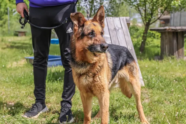 Pies do adopcji, Świdnica, 10 marca 2025 (5/5)