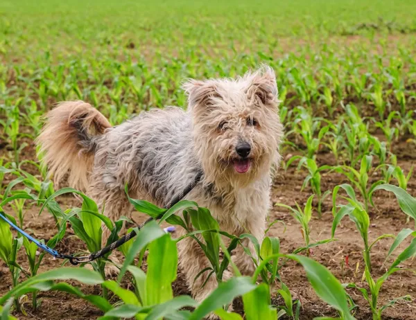 Pies do adopcji, Świdnica, 28 marca 2025 (1/5)