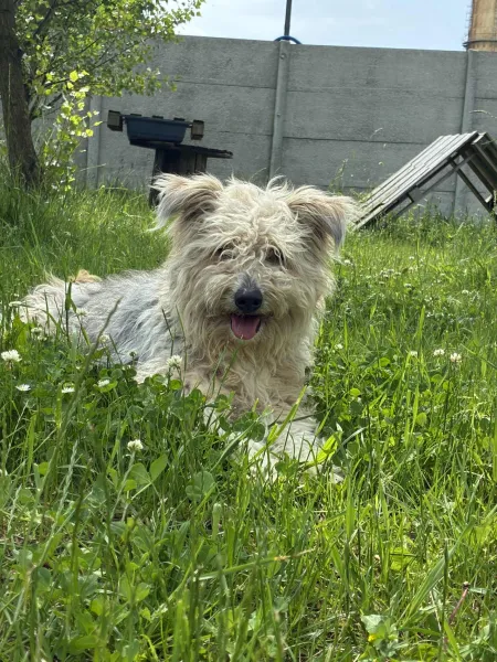 Pies do adopcji, Świdnica, 28 marca 2025 (2/5)