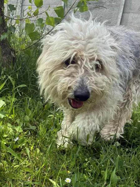 Pies do adopcji, Świdnica, 28 marca 2025 (3/5)