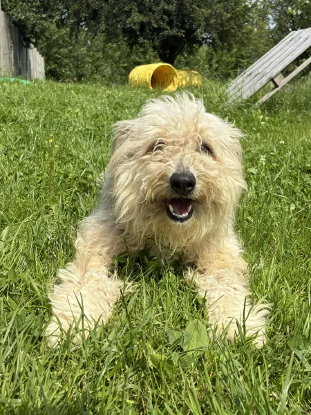 Pies do adopcji, Świdnica, 28 marca 2025 (4/5)