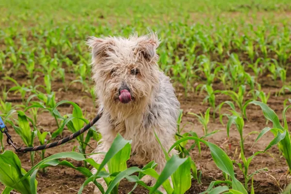 Pies do adopcji, Świdnica, 28 marca 2025 (5/5)