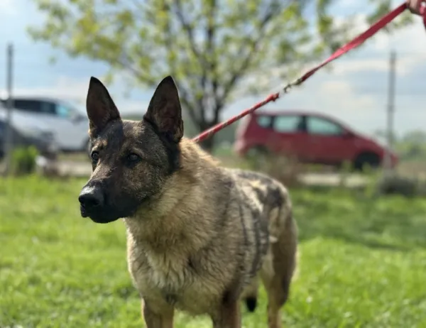 Pies do adopcji, Świdnica, 13 marca 2025 (1/5)