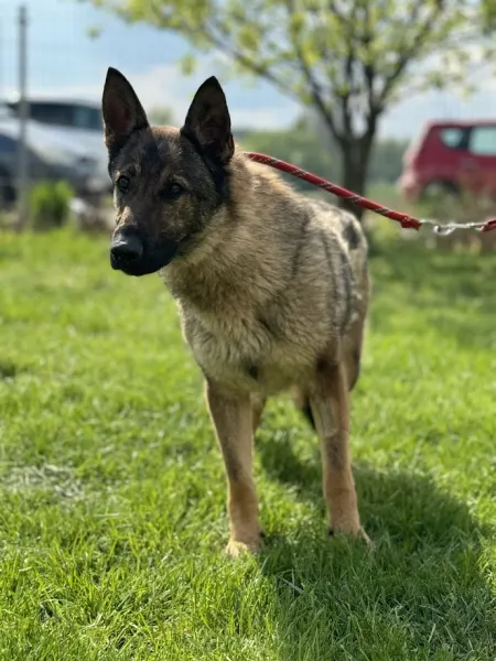 Pies do adopcji, Świdnica, 13 marca 2025 (3/5)