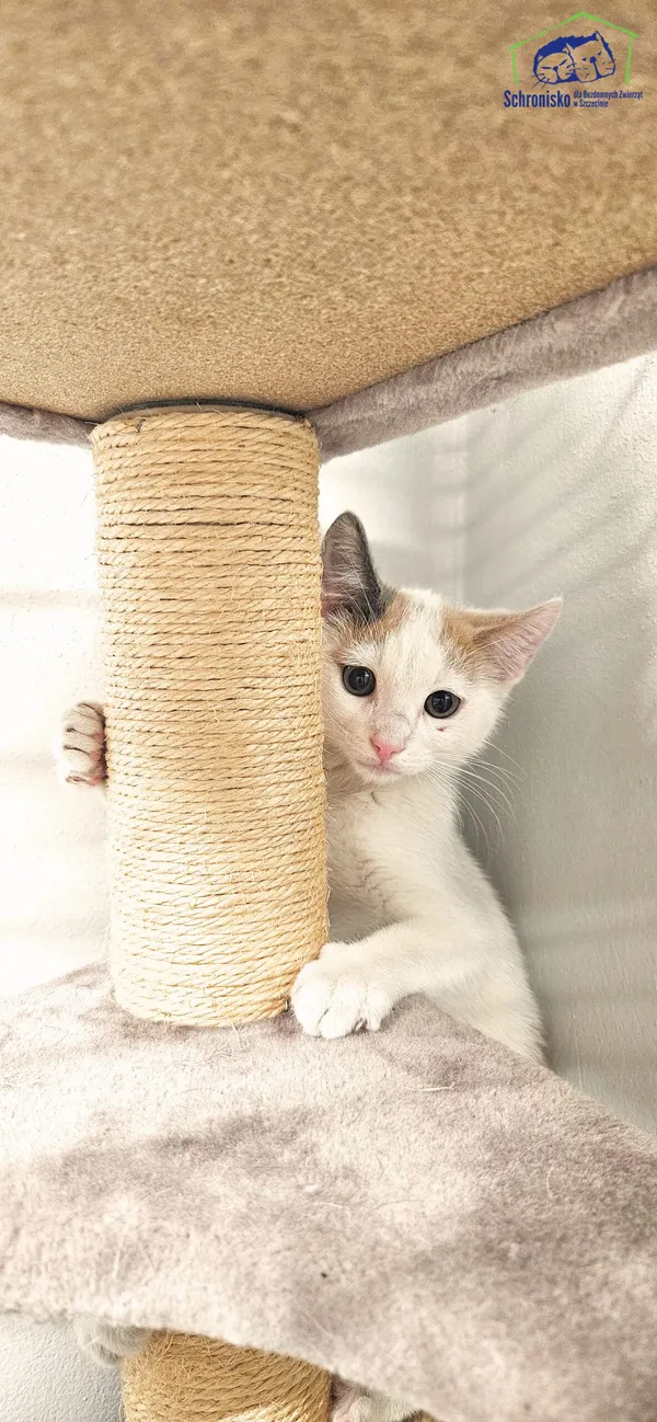 Znaleziono kota, Szczecin, 11 lipca 2025 (1/3)