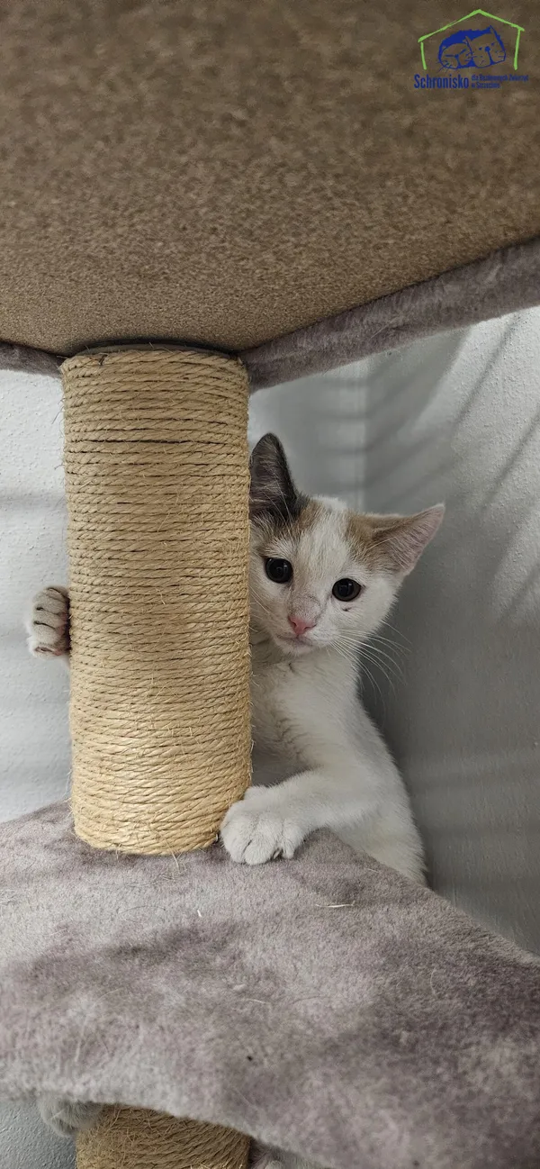 Znaleziono kota, Szczecin, 11 lipca 2025 (2/3)