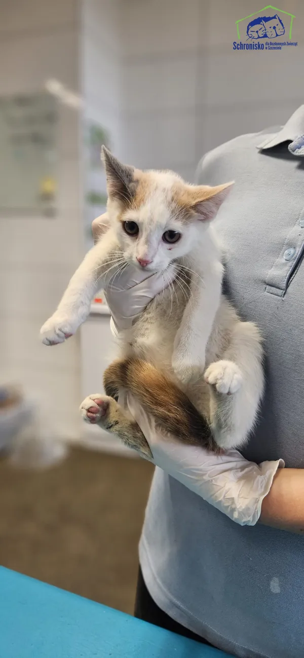 Znaleziono kota, Szczecin, 11 lipca 2025 (3/3)