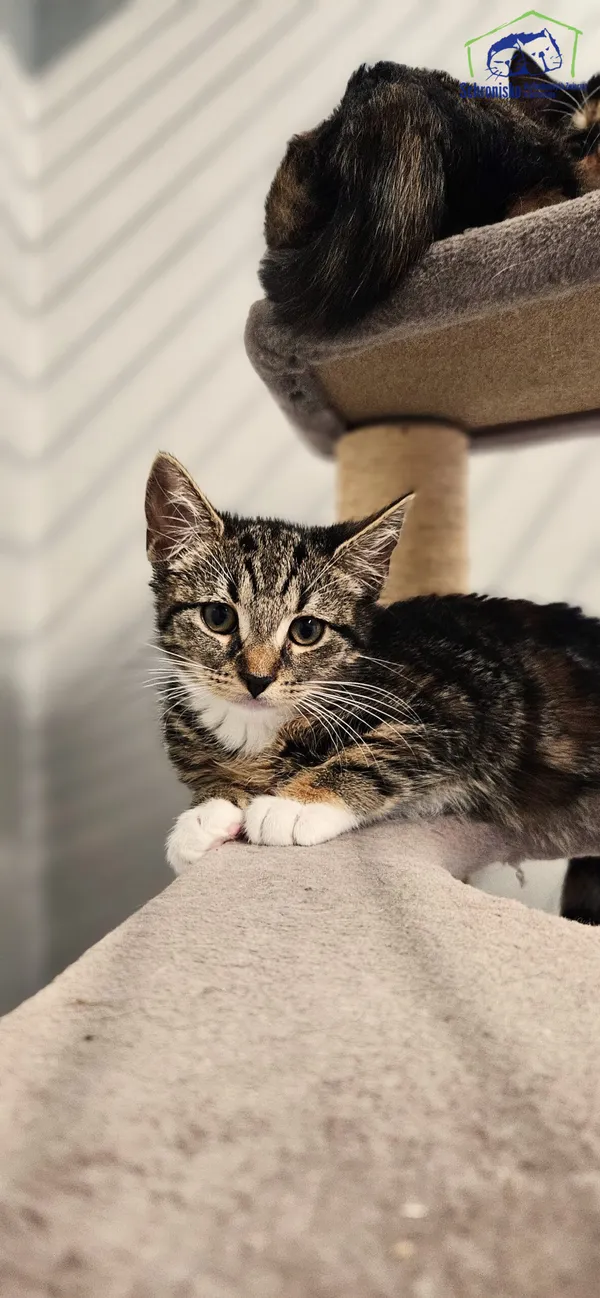 Znaleziono kota, Szczecin, 11 lipca 2025 (1/2)