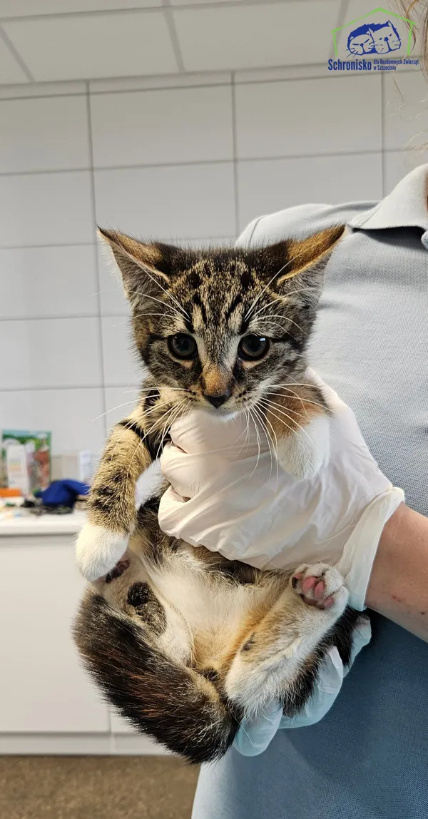 Znaleziono kota, Szczecin, 11 lipca 2025 (2/2)