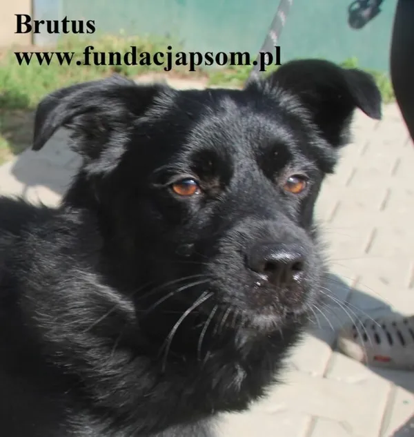 Pies do adopcji, Nowy Dwór Mazowiecki, 11 lipca 2025 (1/5)