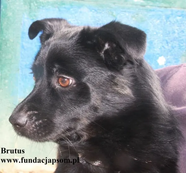 Pies do adopcji, Nowy Dwór Mazowiecki, 11 lipca 2025 (2/5)