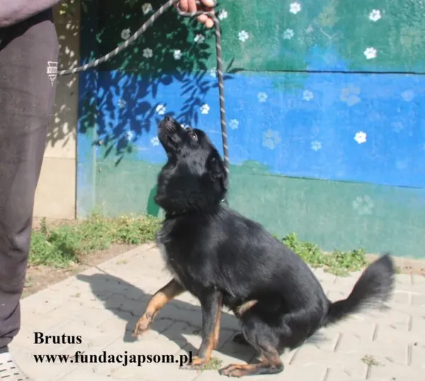 Pies do adopcji, Nowy Dwór Mazowiecki, 11 lipca 2025 (4/5)