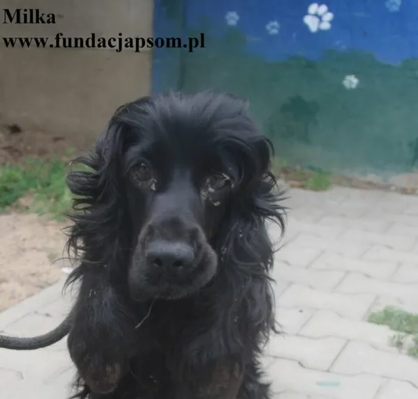 Pies do adopcji, Nowy Dwór Mazowiecki, 11 lipca 2025 (1/5)