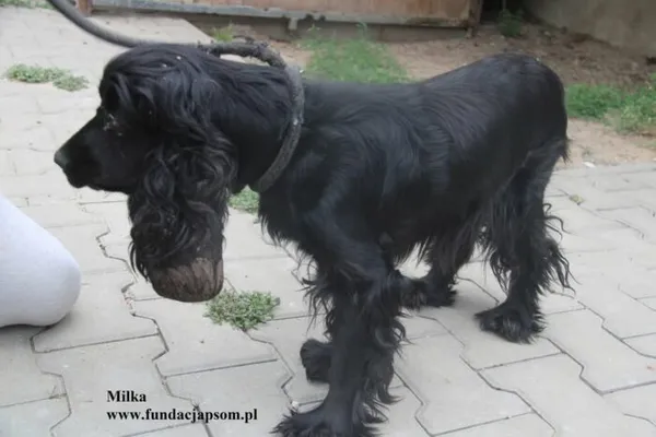 Pies do adopcji, Nowy Dwór Mazowiecki, 11 lipca 2025 (2/5)