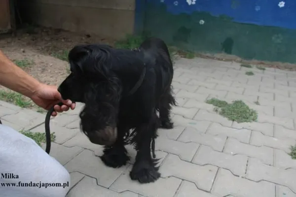 Pies do adopcji, Nowy Dwór Mazowiecki, 11 lipca 2025 (4/5)