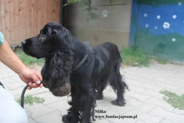 Pies do adopcji, Nowy Dwór Mazowiecki, 11 lipca 2025 (5/5)