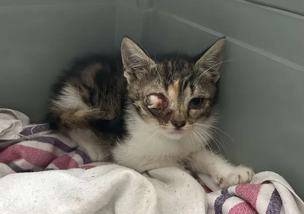 Znaleziono kota, Toruń, 7 lipca 2025