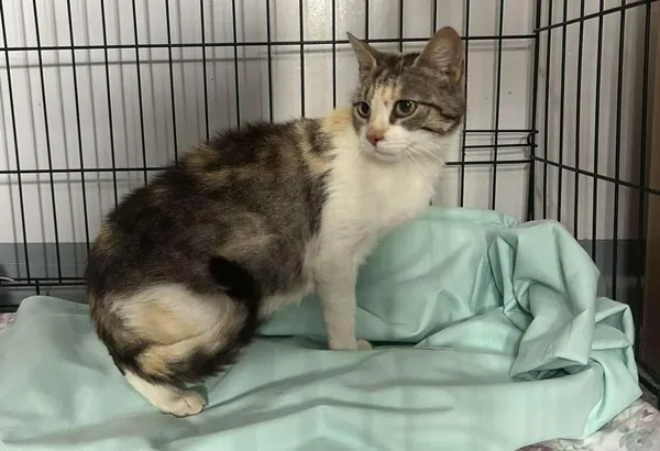 Znaleziono kota, Toruń, 7 lipca 2025