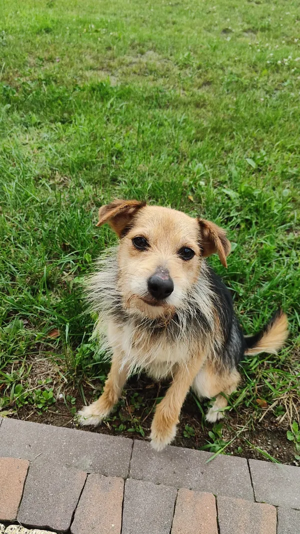 Znaleziono psa, Harsz, 11 lipca 2025 (1/3)