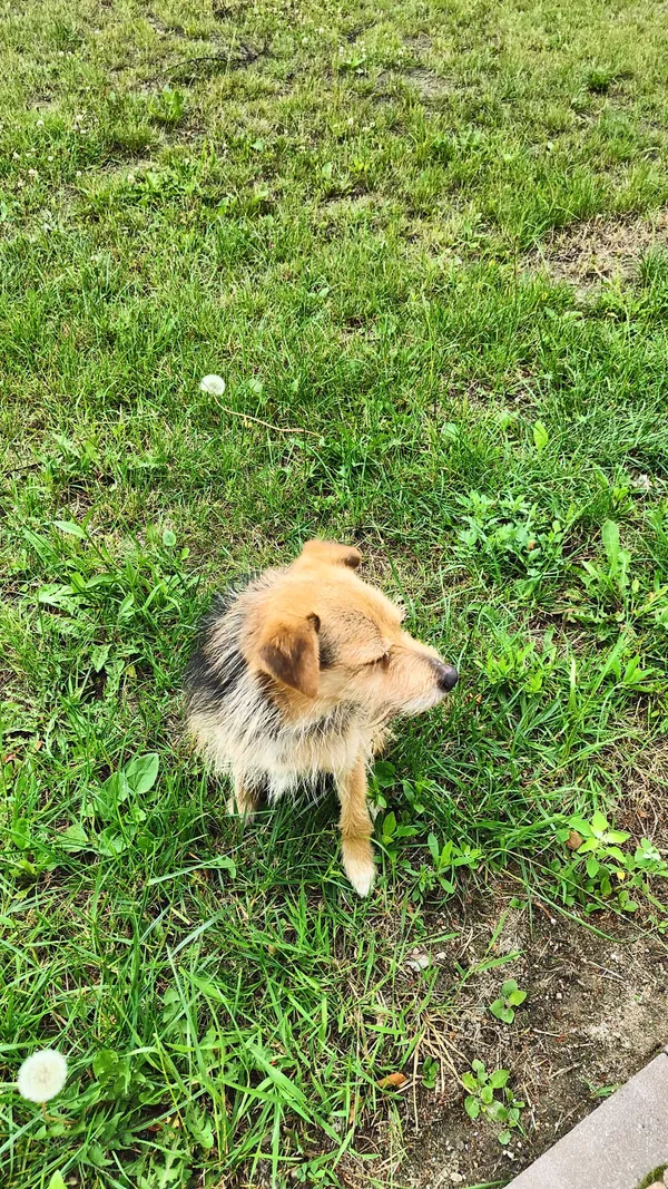 Znaleziono psa, Harsz, 11 lipca 2025 (3/3)