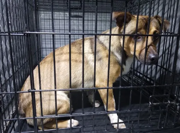 Znaleziono psa, Radom, 10 lipca 2025