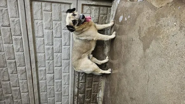 Pies do adopcji, Choszczno, 9 lipca 2025