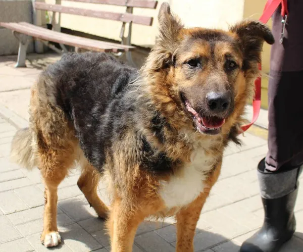 Znaleziono psa, Łódź, 11 lipca 2025 (3/4)