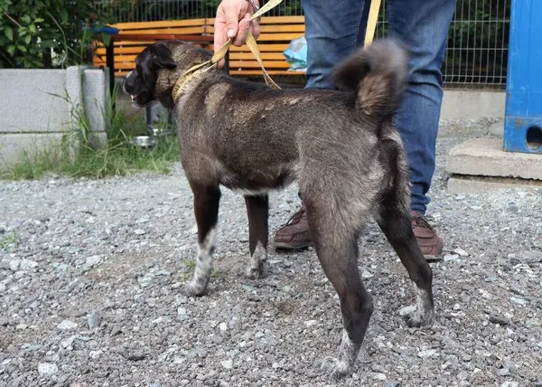 Znaleziono psa, Łódź, 11 lipca 2025 (1/5)