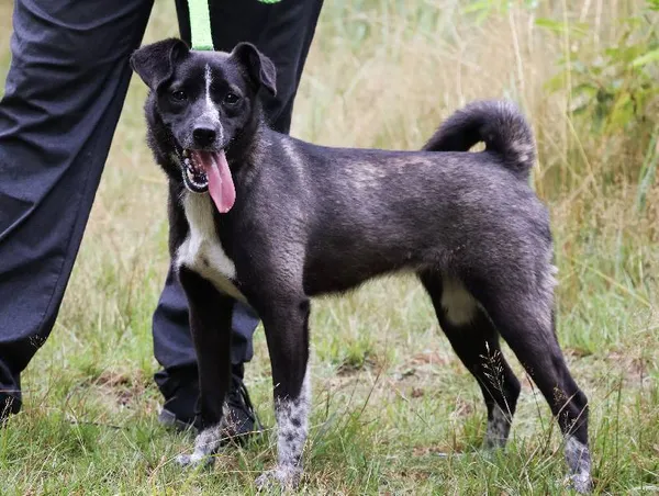 Znaleziono psa, Łódź, 11 lipca 2025 (3/5)