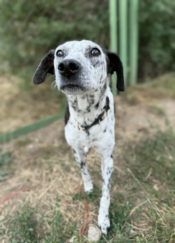 Pies do adopcji, Bydgoszcz, 13 sierpnia 2025 (3/5)