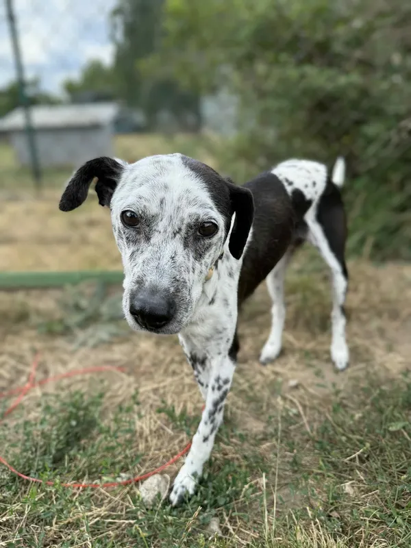 Pies do adopcji, Bydgoszcz, 13 sierpnia 2025 (4/5)