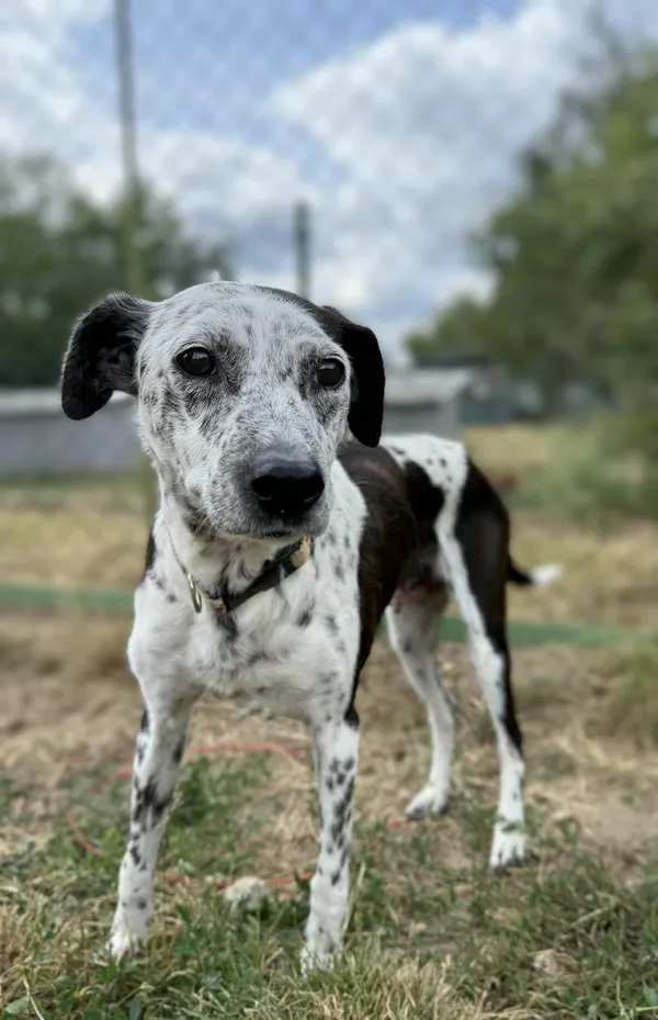 Pies do adopcji, Bydgoszcz, 13 sierpnia 2025 (5/5)